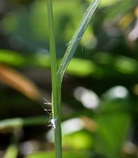 Luzula campestris