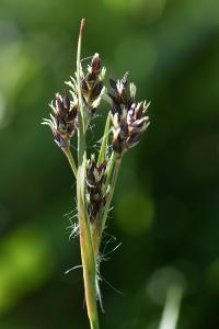 Luzula campestris