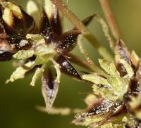 Luzula campestris