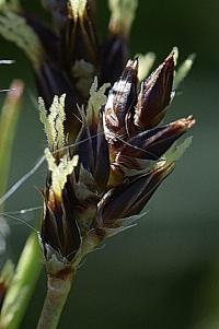 Luzula campestris