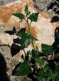 Chenopodium urbicum