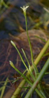 Scirpus fluitans