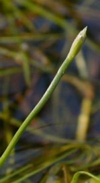 Scirpus fluitans