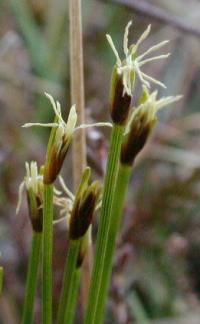 Scirpus cespitosus subsp. germanicus