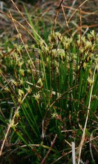 Scirpus cespitosus subsp. germanicus