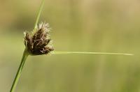 Scirpus maritimus subsp. maritimus