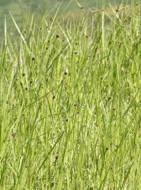 Scirpus maritimus subsp. maritimus