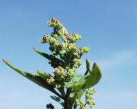 Chenopodium ficifolium