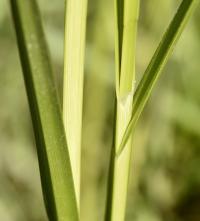 Scirpus maritimus subsp. maritimus