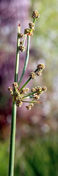 Scirpus holoschloenus