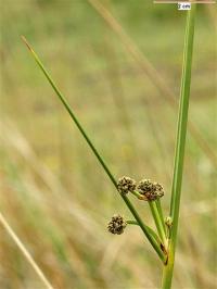 Scirpus holoschloenus