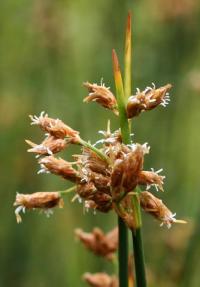 Scirpus lacustris