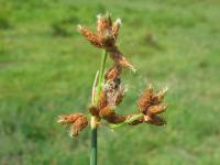 Scirpus lacustris