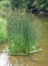 Scirpus lacustris