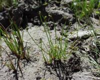 Scirpus cernuus