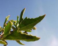 Chenopodium ficifolium