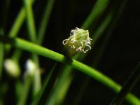 Scirpus cernuus