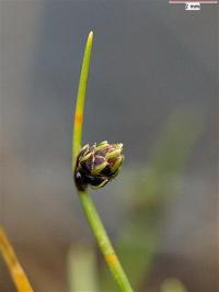 Scirpus setaceus