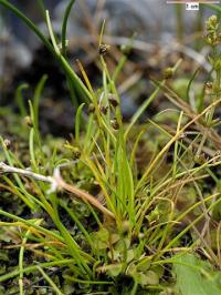 Scirpus setaceus