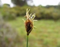 Scirpus setaceus