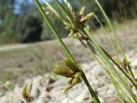 Scirpus supinus