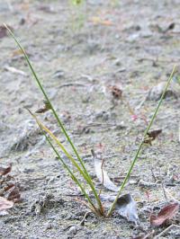 Scirpus supinus