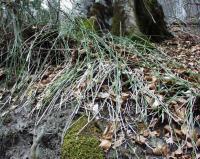 Equisetum hyemale