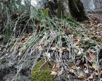 Equisetum hyemale