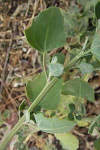 Chenopodium opulifolium 