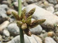 Scirpus supinus