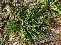 Scirpus supinus