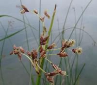 Scirpus litoralis