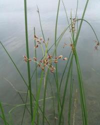 Scirpus litoralis