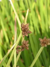 Scirpus mucronatus