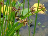 Scirpus mucronatus