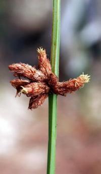 Scirpus triqueter