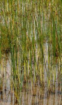 Scirpus triqueter