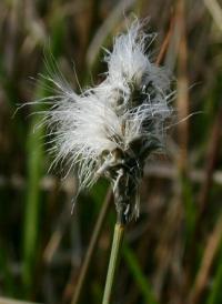 Eriophorum vaginatum