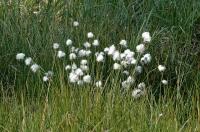 Eriophorum vaginatum