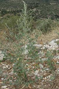 Chenopodium opulifolium 