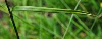 Eriophorum angustifolium