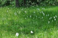 Eriophorum angustifolium