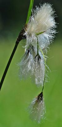 Eriophorum angustifolium