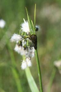 Eriophorum latiflium