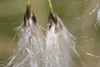 Eriophorum latiflium