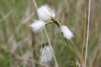 Eriophorum latiflium