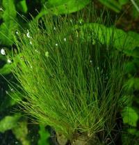 Eleocharis parvula