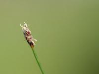 Eleocharis acicularis