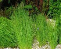 Eleocharis acicularis