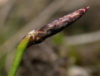 Eleocharis multicaulis